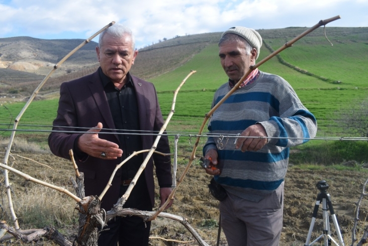 Alaşehir Üzüm Bağlarında Kışlık Bakım Çalışmaları Sürüyor