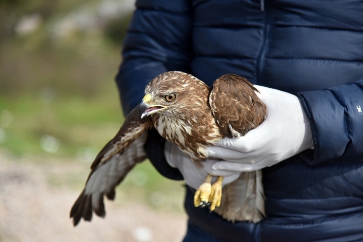 Alanya’da Tedavisi Tamamlanan 2 Şahin Doğaya Salındı