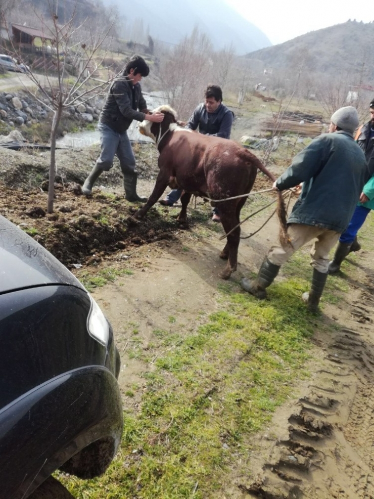 Kaçan Dana Veteriner Müdürlüğü Ekipleri Tarafından Yakalandı