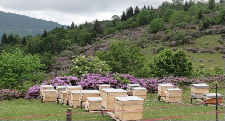 Bal Üretiminde Türkiye Dünya İkincisi, Ordu İli Türkiye Birincisi