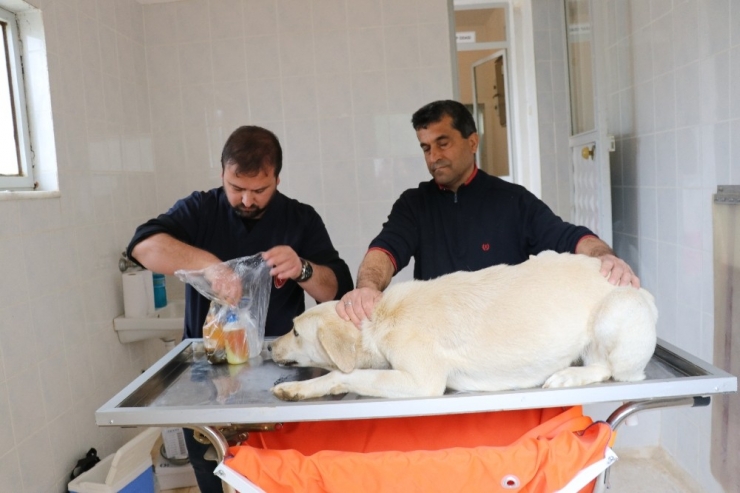 Gazipaşa’da Sokak Hayvanları Sağlık Kontrolünden Geçirildi