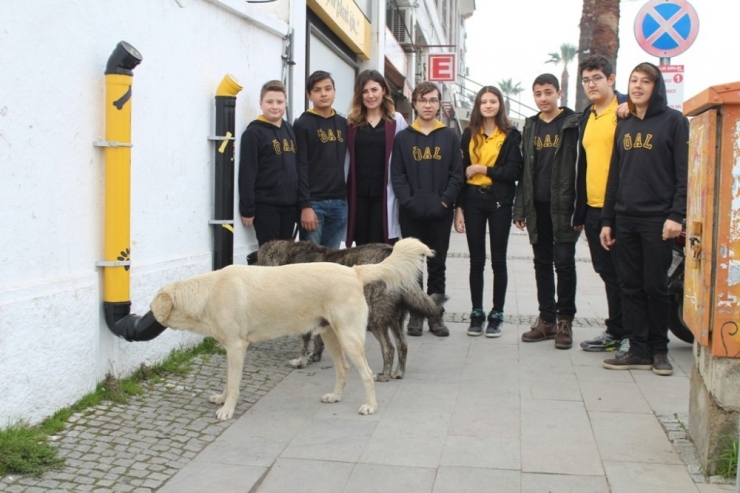 Sokak Hayvanları İçin ’Mamamatik’