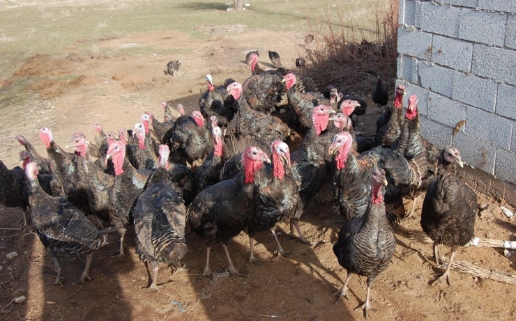 Bitlis’in İlk Hindi Çiftliği Kuruldu