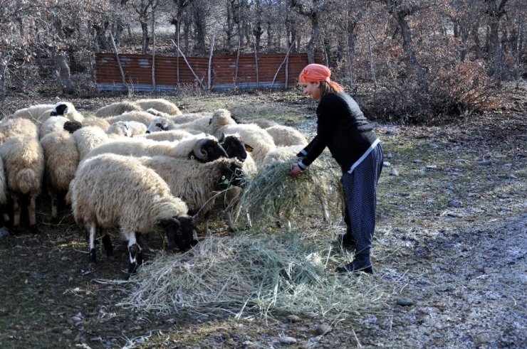 Köyüne Döndü, Devlet Desteği İle Sürü Sahibi Oldu