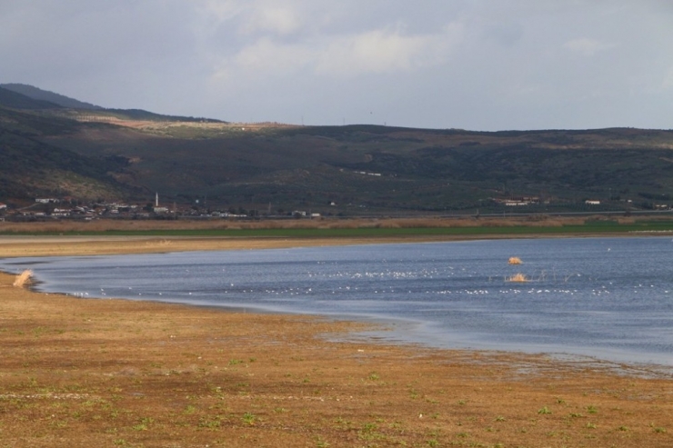 Marmara Gölünün Suyu Çekildi Balıkçıl Kuşlarının Sayısı Arttı