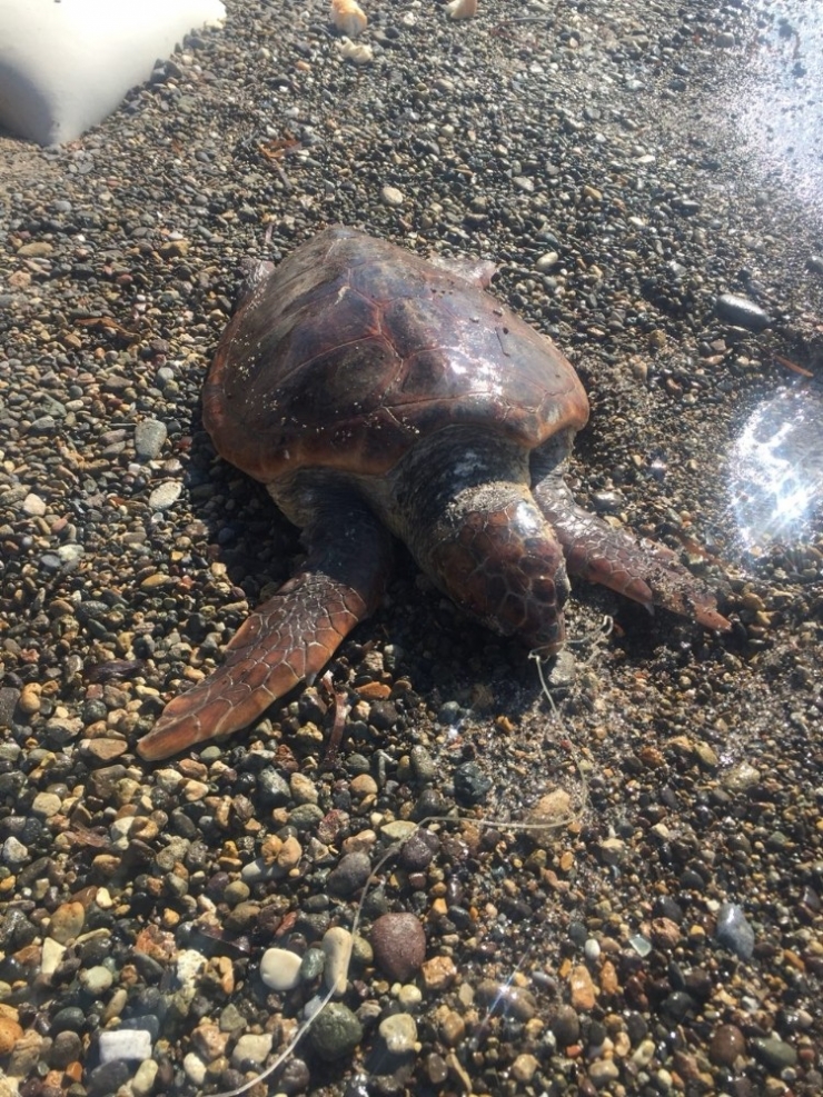 Nesli Tükenmekte Olan Caretta Caretta Olta İğnesinden Öldü