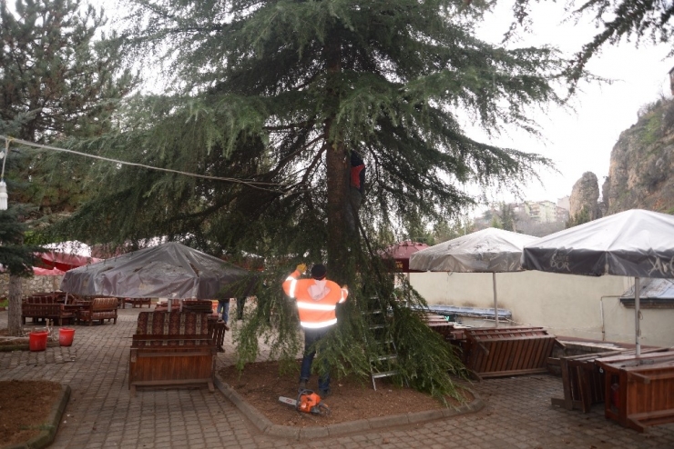Şehrin Birçok Noktasında Budama Çalışmaları Devam Ediyor