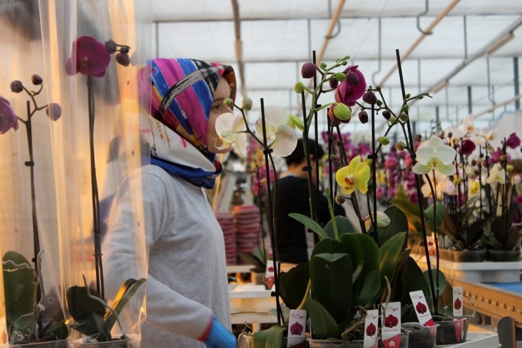 Orkide Gül İle Yarışıyor