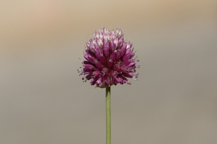 Siirt’te Yeni Bir Bitki Türü Keşfedildi