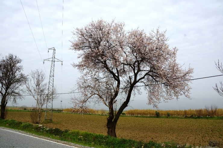 Aydın’da Şubat Ayında Bahar Havası