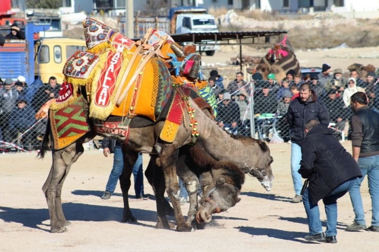 Ayvalık 4. Geleneksel Büyükşehir Belediyesi Deve Güreşi Festivali ’Ne Hazırlanıyor