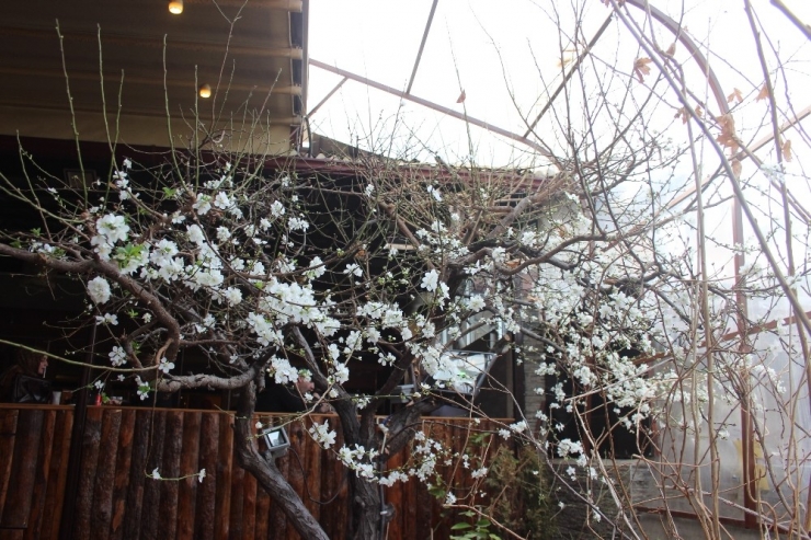 Erzincan’da Ağaçlar Çiçek Açtı