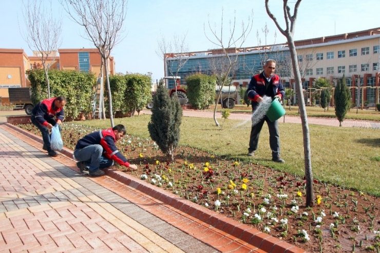 Üniversite Kampüsünde Bahar Hazırlığı