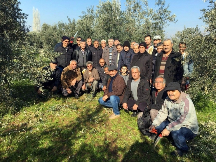 Dokuz Mahallede Zeytin Budama Eğitimi