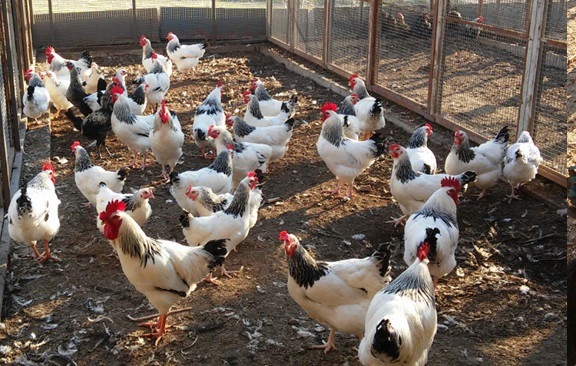 Üniversiteden Organik Tavuk Ve Yumurta