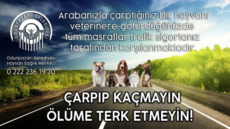 Aracın Çarptığı Köpeğe Kısa Süre İçerisinde Yardım Eli Uzandı
