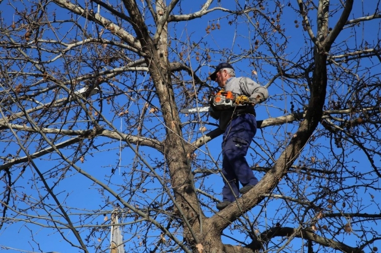 Siirt’te Ağaç Budama Çalışmaları Başladı