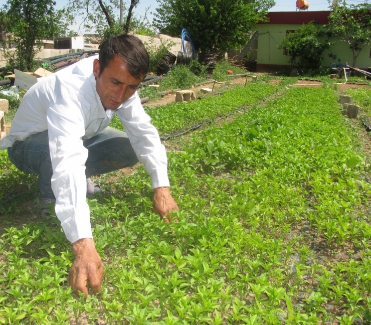 Serada Fide Yetiştirerek Ailesini Geçindiriyor