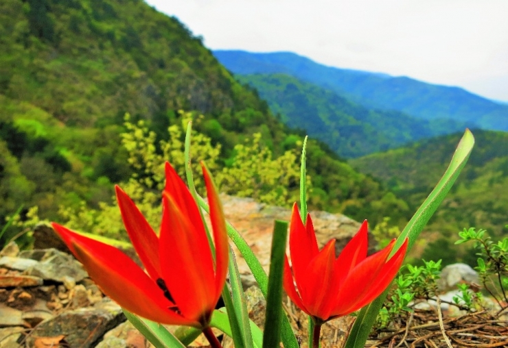 Kazdağları Çiçek Açtı