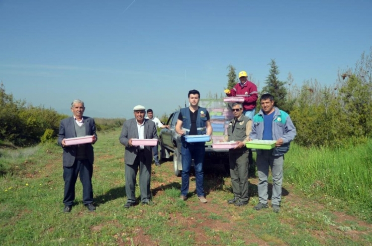 Terminatör Böcekler Doğaya Salındı