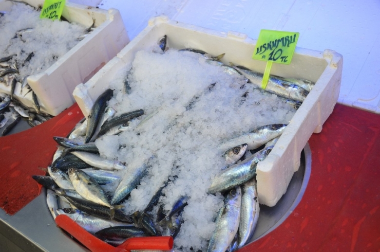 Tezgahlar Dondurulmuş Balığa Kaldı