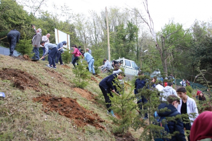 Akçakocalı Öğrenciler Ceneviz Kalesi Plajında Fidan Dikti