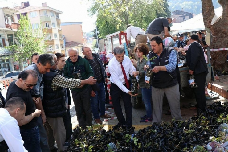 3 Bin Ceviz Fidan Toprakla Buluşacak