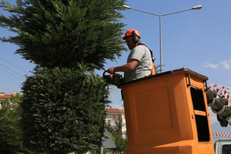 Bolu’da, Bir Yılda 9 Bin 600 Ağaç Dikildi