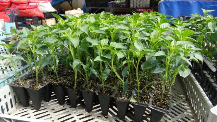 Kars’ta Bostan Tohumlara Piyasa Çıktı