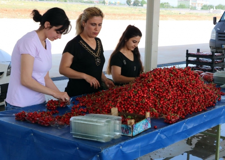 Manisa Kirazı Pazardaki Yerini Aldı