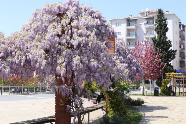 Bafra Çiçek Açtı