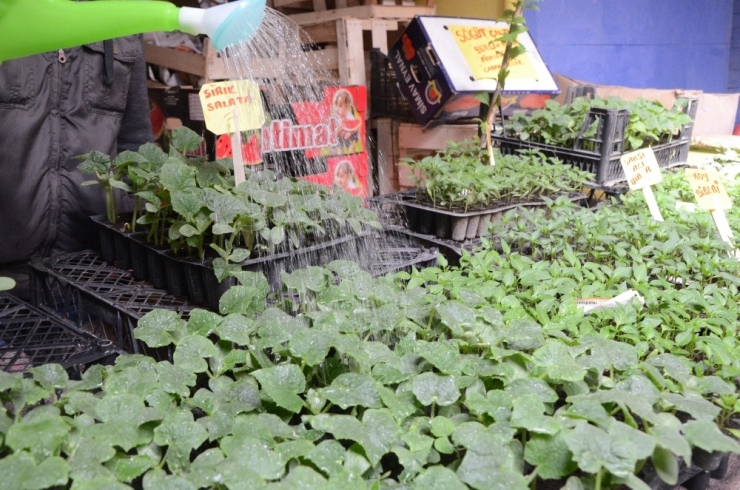 Yazın Habercisi Sebze Fideleri Tezgahları Süslüyor