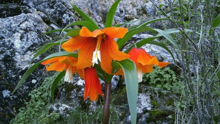 ‘Ağlayan Gelin’ Cümbüşü