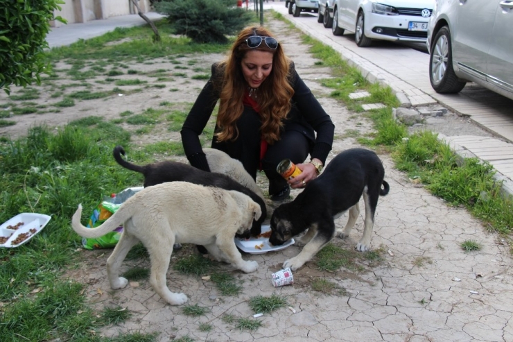 Okul Müdiresi Her Gün Sokak Hayvanlarını Besliyor