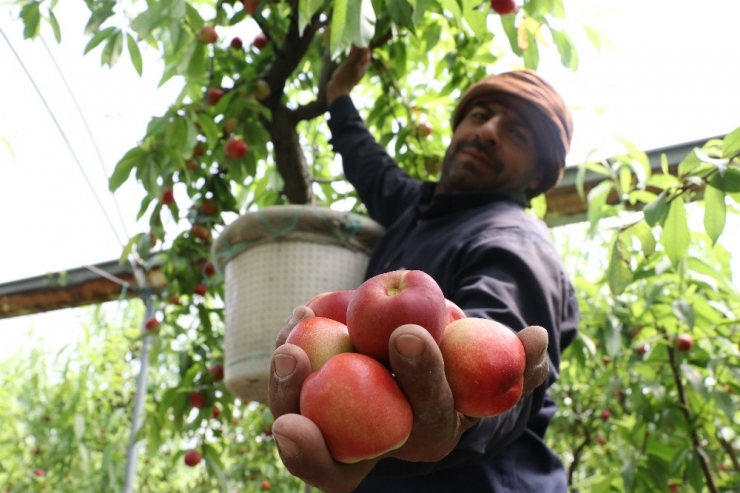 Şeftalide Hasat Başladı, Çiftçi Fiyatlardan Yakındı