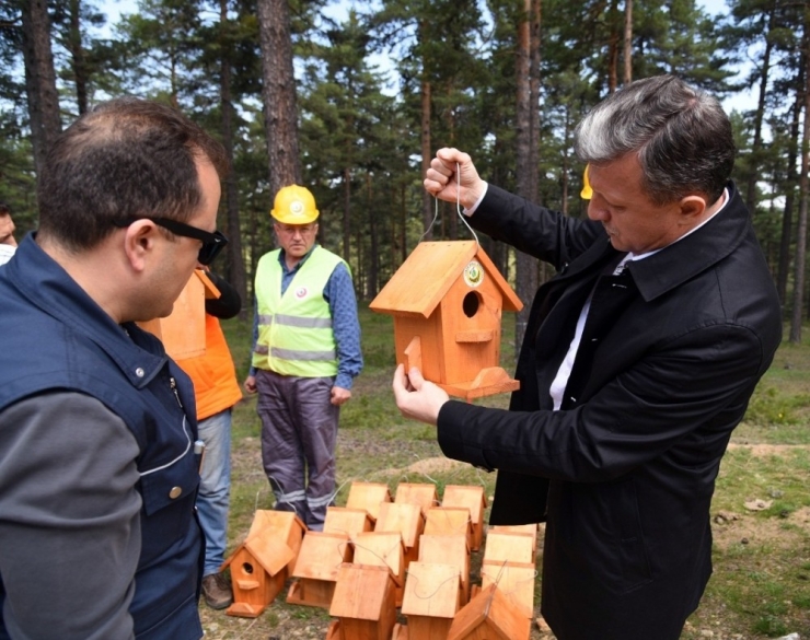 Yuvayı Dişi Kuş Yerine Ormancılar Yapıyor