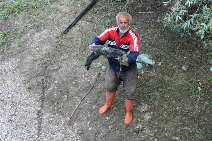 Zehirli Dereden Su İçen Oğlak Öldü