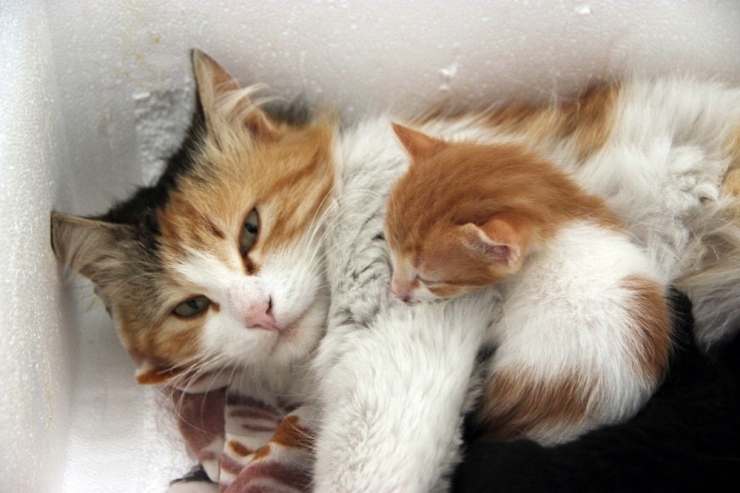 Sokakta Bulduğu Kediye İlanla ’Süt Anne’ Buldu