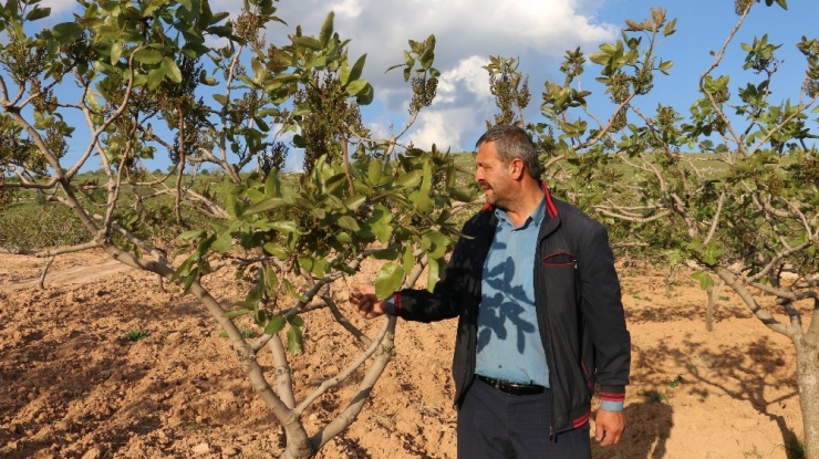 Fıstık Üreticileri Aylık 6 Bin Liraya Çalıştıracak İşçi Bulamıyor