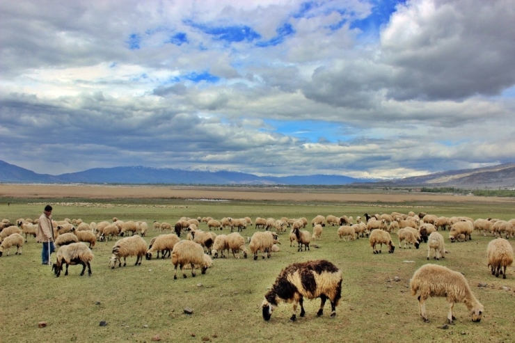 Erzincanlı Üreticileri Kuraklık Endişesi Sardı