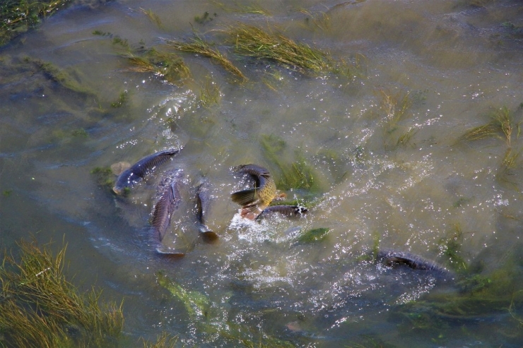 Çırpınan Balıklar Önce Panikletti Sonra Sevindirdi
