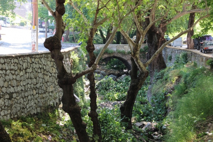 Anıtlar Kurulundan İzin Çıktı, Asırlık Çınarlar Bakıma Alındı