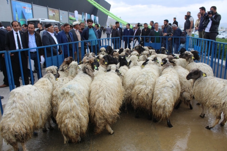 Van’da ‘Mobil Koyun Banyoluğu’ Dağıtımı