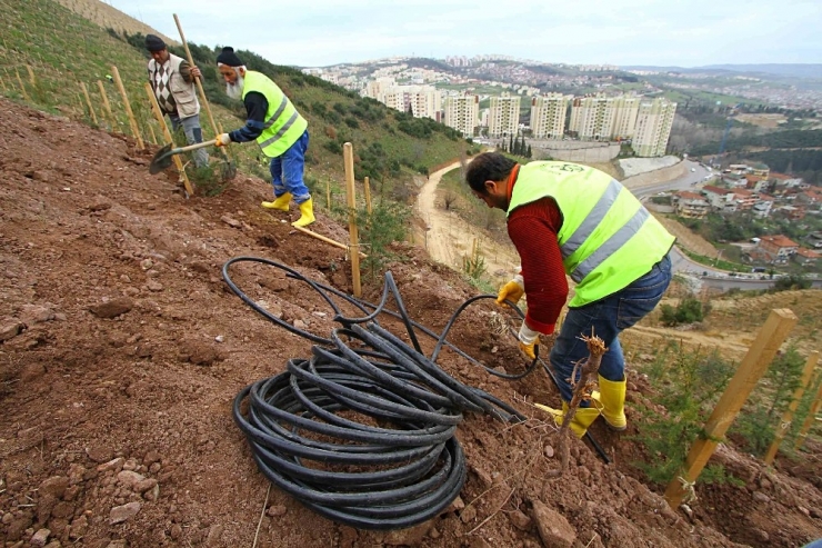 Kocaeli’de Susuz Ağaç Kalmayacak