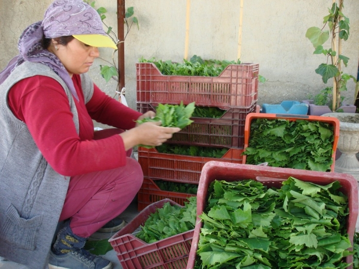 Sarıgöl’de Taze Üzüm Yaprağının Kilosu 3 Tl