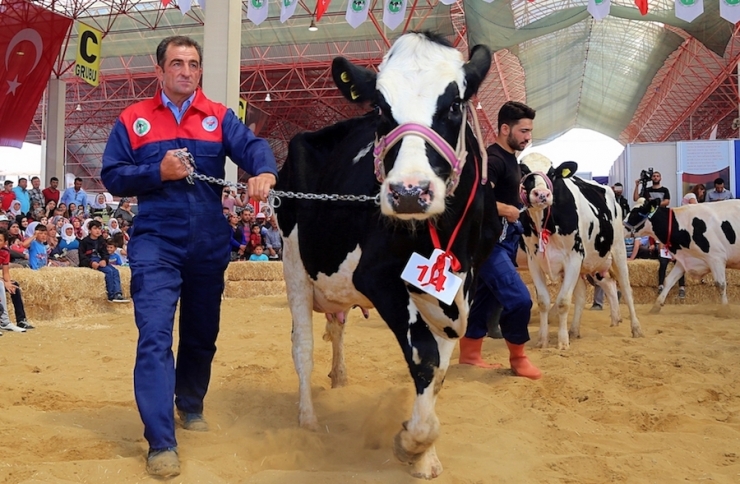 Burdur’da Damızlık İnek Yarışması