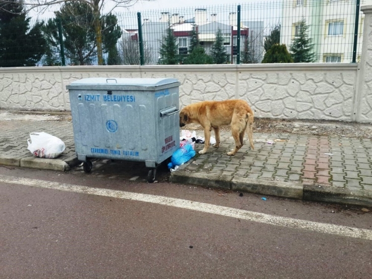 İzmit Belediyesi’nden Temiz Çevre Uyarısı