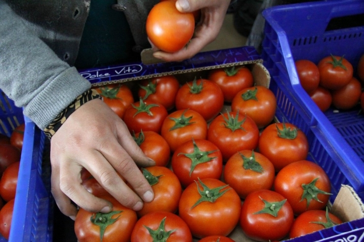 Antalya’da İhracatçıda Buruk Domates Sevinci
