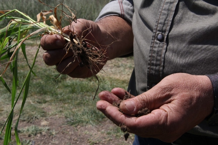Buğday Ve Arpalar Umutla Yağmuru Bekliyor