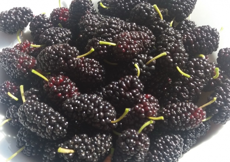 Dut Hakkında Çarpıcı Gerçek